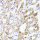 Anti-MAVS antibody (1-100) (STJ28331) – Figure 1 of 1