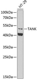 Anti-TANK antibody (1-119) (STJ28846) – Figure 1 of 1