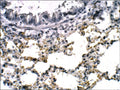 Anti-C6orf150 antibody (450-500) (STJ500504) – Figure 1 of 1