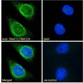 Anti-TRAC-1/RNF125 antibody (C-Term) (STJ70554) – Figure 1 of 1