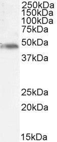 Anti-p47phox-Mouse antibody (Internal) (STJ72451) – Figure 1 of 1
