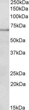 Anti-PAPD5 antibody (497-510) (STJ72584) – Figure 1 of 1