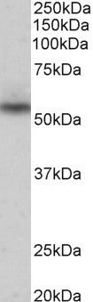 Anti-Nprl3-Mouse antibody (Internal) (STJ72691) – Figure 1 of 1