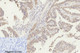 Anti-Cleaved-CASP8-D384 antibody (335-384 aa) (STJ90010) – Figure 1 of 1