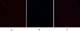 Anti-Cleaved-CASP9-D315 antibody (266-315 aa) (STJ90013) – Figure 1 of 1