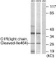 Anti-Cleaved-C1R-I464 antibody (445-494 aa) (STJ90018) – Figure 1 of 1