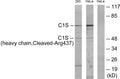 Anti-Cleaved-C1S-R437 antibody (388-437 aa) (STJ90019) - Figure 1 of 2