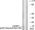 Anti-Cleaved-CASP1-N120 antibody (101-150 aa) (STJ90021) – Figure 1 of 1