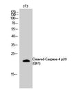 Anti-Cleaved-CASP4-Q81 antibody (62-111 aa) (STJ90027) – Figure 1 of 1