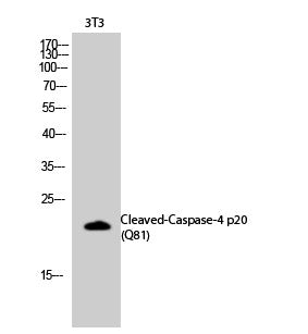 Anti-Cleaved-CASP4-Q81 antibody (62-111 aa) (STJ90027) – Figure 1 of 1