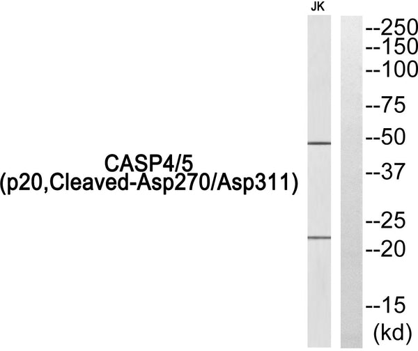 Anti-Cleaved-CASP4/CASP5-D270/D311 antibody (221-270 aa) (STJ90028) - Figure 1 of 1