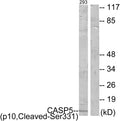 Anti-Cleaved-CASP5-S331 antibody (312-361 aa) (STJ90029) – Figure 1 of 1