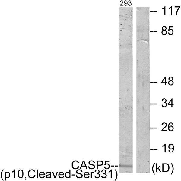 Anti-Cleaved-CASP5-S331 antibody (312-361 aa) (STJ90029) – Figure 1 of 1