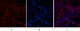 Anti-CASP7 antibody (160-240 aa) (STJ90031) – Figure 1 of 1