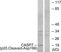 Anti-Cleaved-CASP7-D198 antibody (149-198 aa) (STJ90032) – Figure 1 of 1