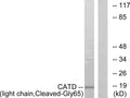 Anti-Cleaved-CTSD-G65 antibody (46-95 aa) (STJ90037) – Figure 1 of 1