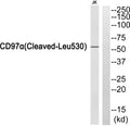 Anti-Cleaved-ADGRE5-L530 antibody (481-530 aa) (STJ90046) – Figure 1 of 1