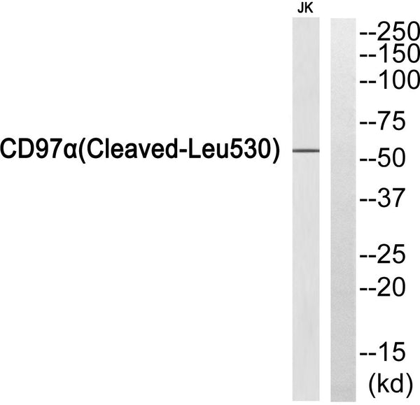 Anti-Cleaved-ADGRE5-L530 antibody (481-530 aa) (STJ90046) – Figure 1 of 1