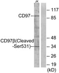Anti-Cleaved-ADGRE5-S531 antibody (512-561 aa) (STJ90047) – Figure 1 of 1
