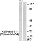 Anti-Cleaved-KLK11-I54 antibody (35-84 aa) (STJ90054) – Figure 1 of 1