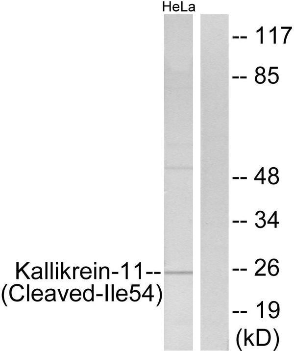 Anti-Cleaved-KLK11-I54 antibody (35-84 aa) (STJ90054) – Figure 1 of 1