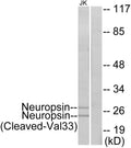 Anti-Cleaved-KLK8-V33 antibody (14-63 aa) (STJ90055) – Figure 1 of 1