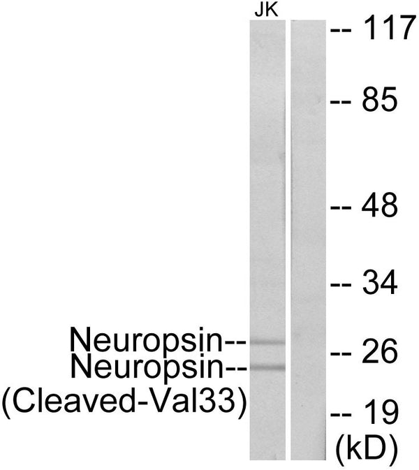 Anti-Cleaved-KLK8-V33 antibody (14-63 aa) (STJ90055) – Figure 1 of 1