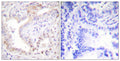 Anti-Cleaved-LMNA-N231 antibody (212-261 aa) (STJ90057) – Figure 1 of 1