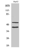 Anti-Cleaved-MMP10-F99 antibody (80-129 aa) (STJ90058) – Figure 1 of 1