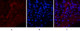 Anti-Cleaved-NOTCH1-V1754 antibody (1735-1784 aa) (STJ90066) – Figure 1 of 1