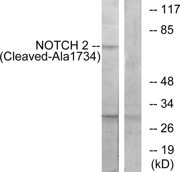 Anti-Cleaved-NOTCH2-A1734 antibody (1715-1764 aa) (STJ90067) – Figure 1 of 1