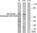 Anti-Cleaved-NOTCH4-V1432 antibody (1401-1450 aa) (STJ90070) - Figure 1 of 2