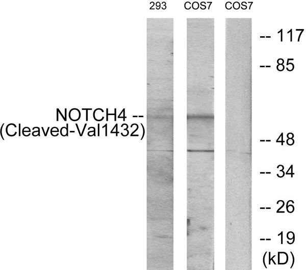 Anti-Cleaved-NOTCH4-V1432 antibody (1401-1450 aa) (STJ90070) - Figure 1 of 2