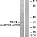 Anti-Cleaved-F2RL3-G48 antibody (29-78 aa) (STJ90071) – Figure 1 of 1