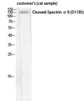 Anti-Cleaved-SPTAN1-D1185 antibody (1136-1185 aa) (STJ90073) – Figure 1 of 1