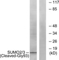 Anti-Cleaved-SUMO2-G93 antibody (44-93 aa) (STJ90074) – Figure 1 of 1