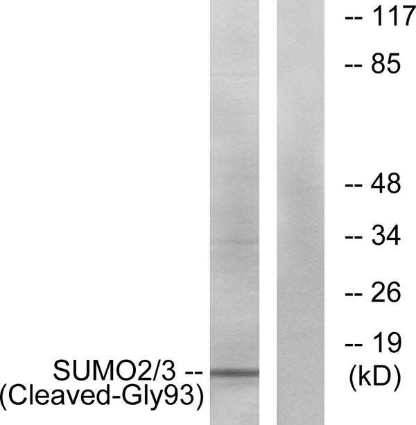 Anti-Cleaved-SUMO2-G93 antibody (44-93 aa) (STJ90074) – Figure 1 of 1