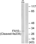 Anti-Cleaved-F10-I235 antibody (216-265 aa) (STJ90082) – Figure 1 of 1