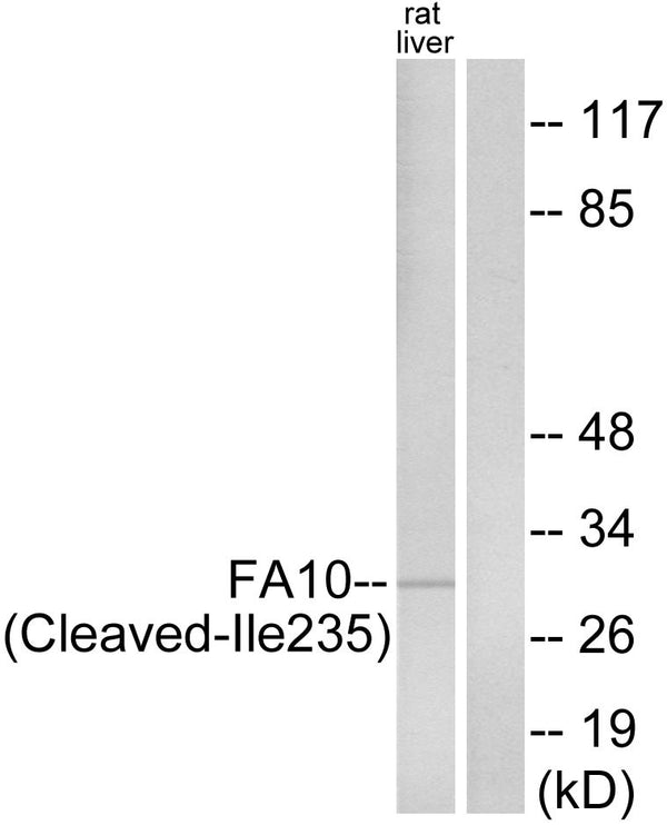 Anti-Cleaved-F10-I235 antibody (216-265 aa) (STJ90082) – Figure 1 of 1