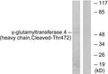 Anti-Cleaved-GGT7-T472 antibody (423-472 aa) (STJ90085) – Figure 1 of 1