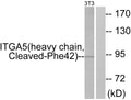 Anti-Cleaved-ITGA5-F42 antibody (23-72 aa) (STJ90087) – Figure 1 of 1