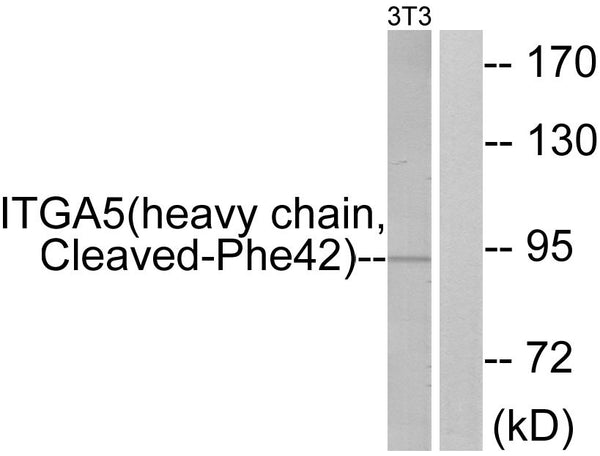 Anti-Cleaved-ITGA5-F42 antibody (23-72 aa) (STJ90087) – Figure 1 of 1