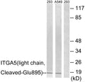 Anti-Cleaved-ITGA5-E895 antibody (876-925 aa) (STJ90088) – Figure 1 of 1