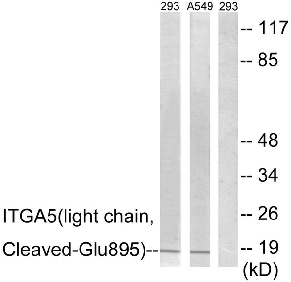 Anti-Cleaved-ITGA5-E895 antibody (876-925 aa) (STJ90088) – Figure 1 of 1