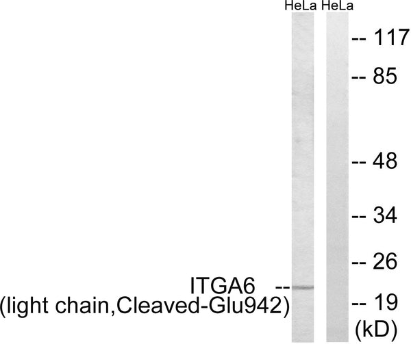 Anti-Cleaved-ITGA6-E942 antibody (923-972 aa) (STJ90089) - Figure 1 of 2
