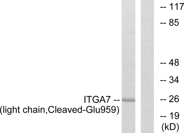 Anti-Cleaved-ITGA7-E959 antibody (940-989 aa) (STJ90090) – Figure 1 of 1