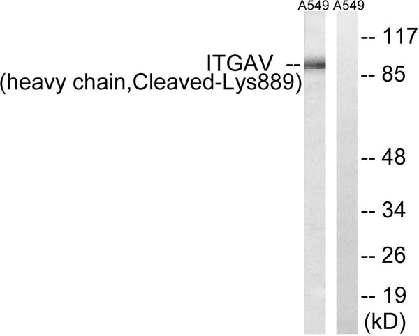 Anti-Cleaved-ITGAV-K889 antibody (840-889 aa) (STJ90091) – Figure 1 of 1