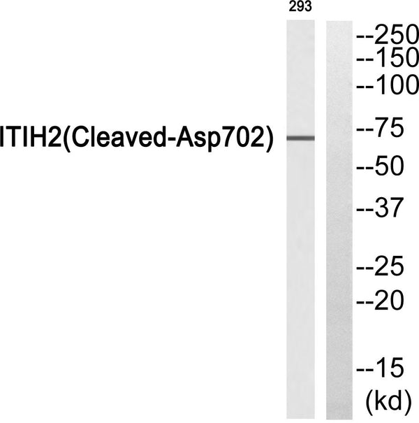 Anti-Cleaved-ITIH2-D702 antibody (653-702 aa) (STJ90093) – Figure 1 of 1