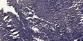Anti-Cleaved-ITIH4-R661 antibody (612-661 aa) (STJ90094) – Figure 1 of 1