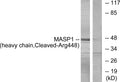 Anti-Cleaved-MASP1-R448 antibody (399-448 aa) (STJ90096) - Figure 1 of 2